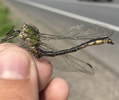 Ophiogomphus cecilia