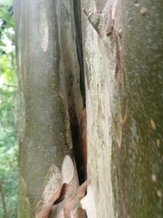 Ancistrocercus circumdatus