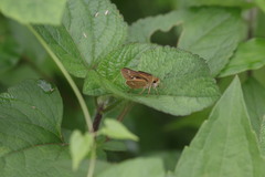 Polytremis lubricans