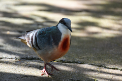 Gallicolumba luzonica