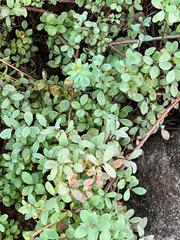 Vaccinium uliginosum