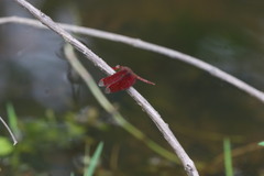 Neurothemis fulvia