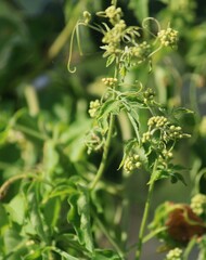 Serjania brachycarpa