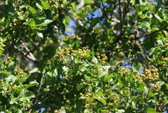 Ehretia anacua
