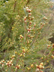 Leucadendron rubrum