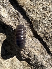 Armadillidium argolicum