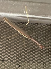 Stagmomantis californica