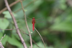 Crocothemis servilia
