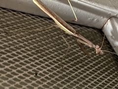 Stagmomantis californica