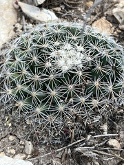 Mammillaria heyderi