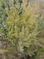 Leucadendron rubrum