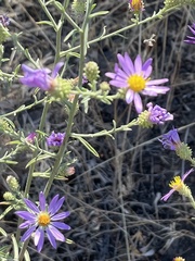 Dieteria canescens