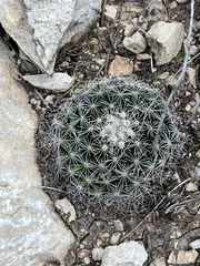 Mammillaria heyderi