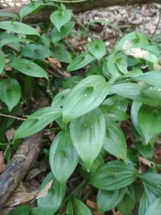 Ruscus hypoglossum
