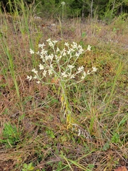 Pseudognaphalium obtusifolium