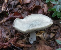 Clitocybe odora