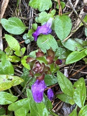 Prunella grandiflora