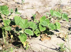 Rhynchosida physocalyx