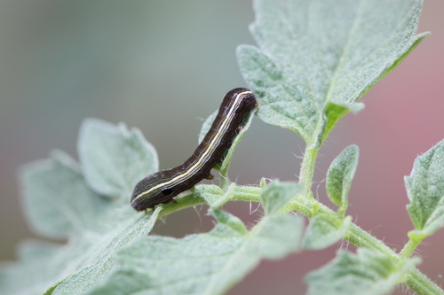 Yellow-striped Armyworm Moth photo 6