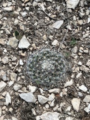 Mammillaria heyderi