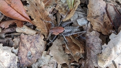 Thyreonotus corsicus