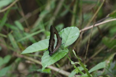 Polyura