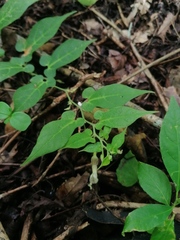 Aristolochia nelsonii