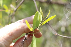 Santalum lanceolatum