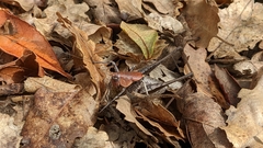 Thyreonotus corsicus
