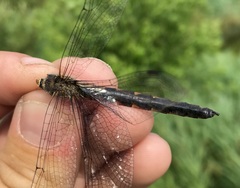Somatochlora flavomaculata