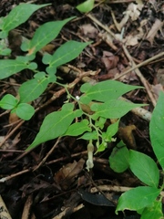 Aristolochia nelsonii