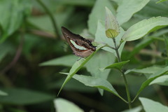 Polyura