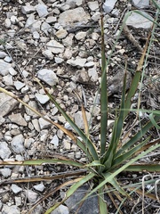 Yucca rupicola