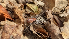 Thyreonotus corsicus