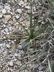 Yucca rupicola