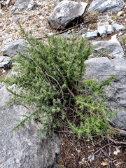 Asparagus suaveolens