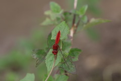 Crocothemis servilia