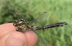 Gomphus vulgatissimus