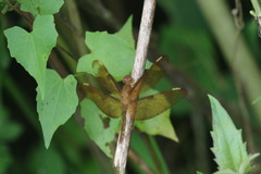 Neurothemis fulvia