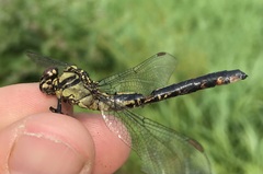 Gomphus vulgatissimus