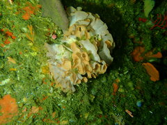 Adeonellopsis