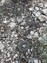 Mammillaria heyderi