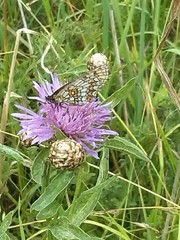 Melitaea athalia