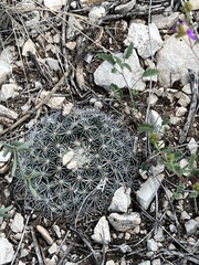 Mammillaria heyderi