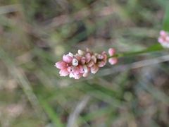 Persicaria maculosa