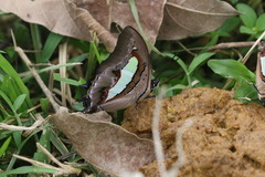 Polyura