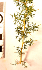 Asparagus suaveolens