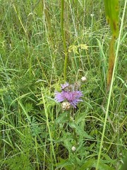 Melitaea athalia