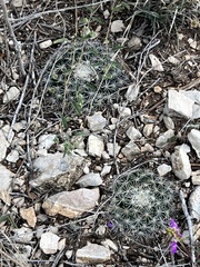 Mammillaria heyderi