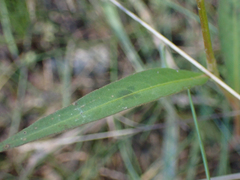 Persicaria maculosa